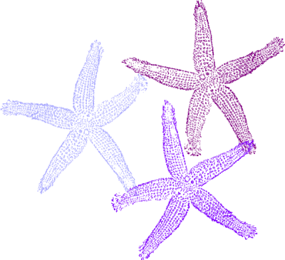 Purple Starfish Clipart - Starfish Clipart No Background (400x365)