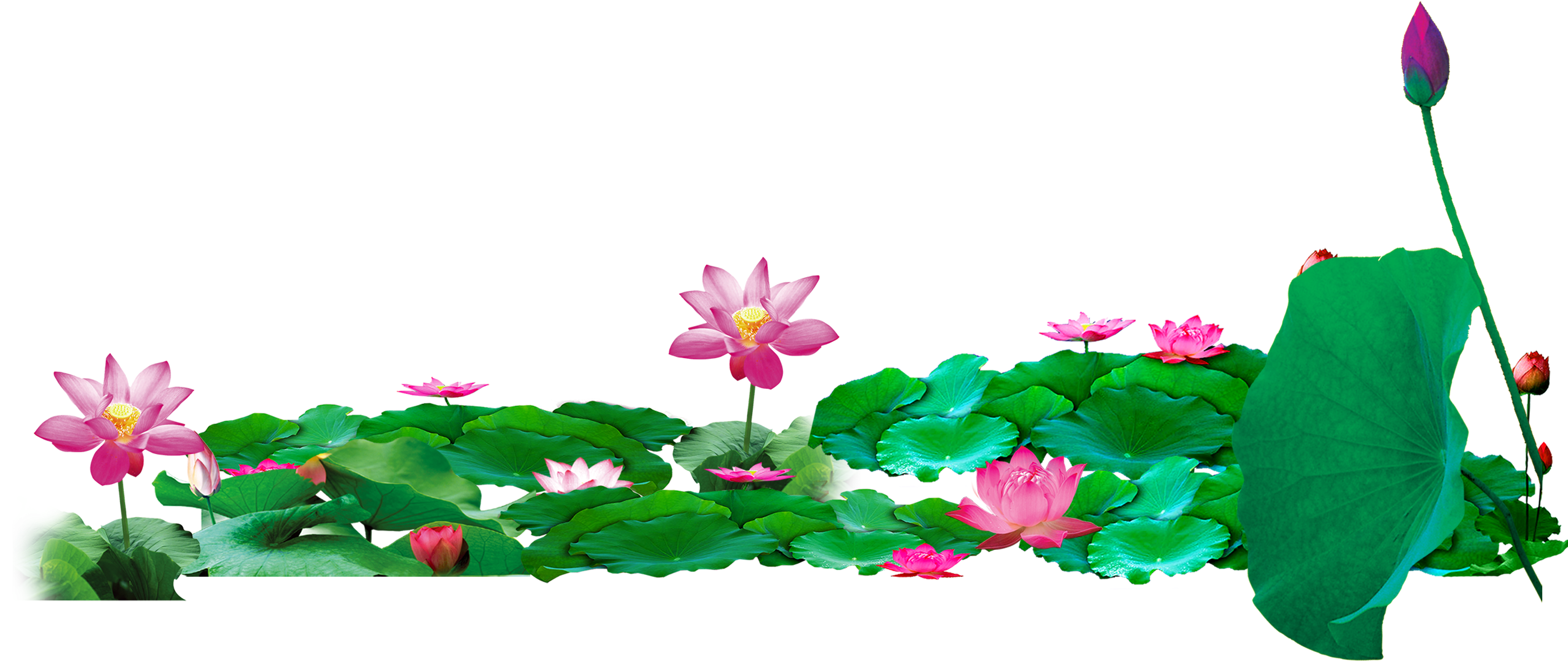Lotus Pond Nelumbo Nucifera Download - Lotus Pond Png (5000x3000)