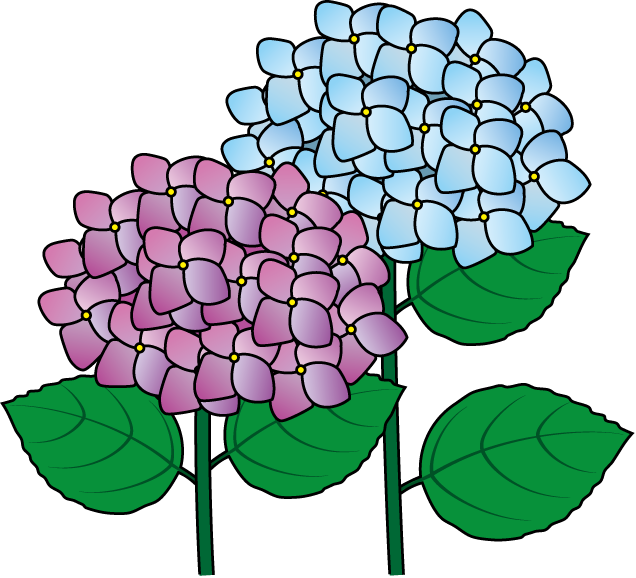 Hydrangea Clipart - Clipart Best - Hydrangea Clipart - Clipart Best (636x578)