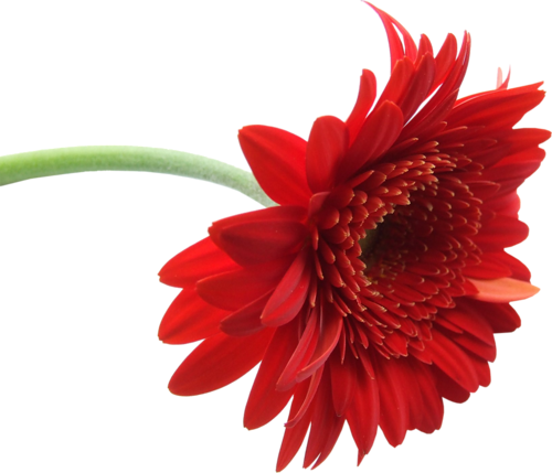 Red Gerbera - Gerbera Flower (500x429)