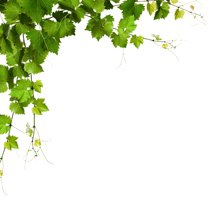 Development By Two Six Code - Plants Design Png (432x406)