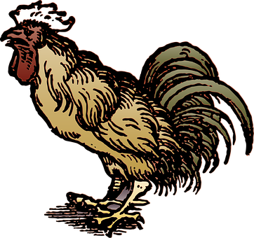 Rooster, Cock, Bird, Animal, Chicken - Chicken & Tourist Attraction. (362x340)