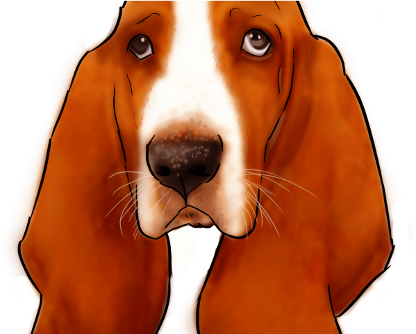 Basset Hound Png Transparent Images - Basset Hound (640x480)