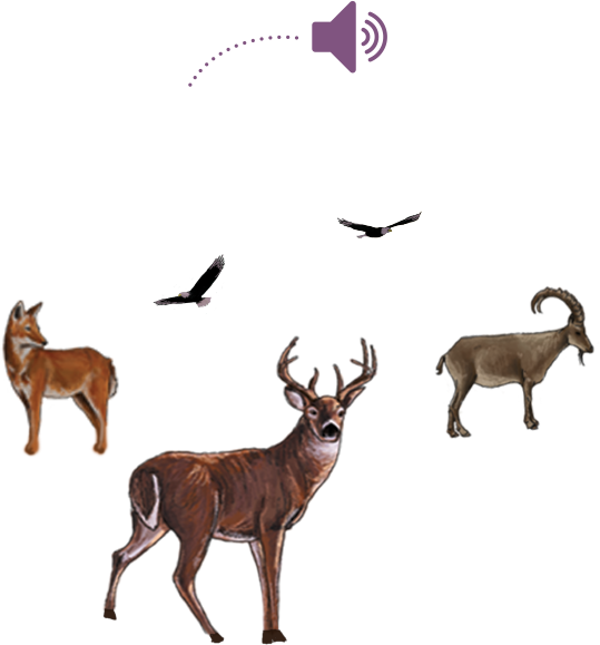 El Ruido Que Hacen Los Animales - Reindeer (539x579)