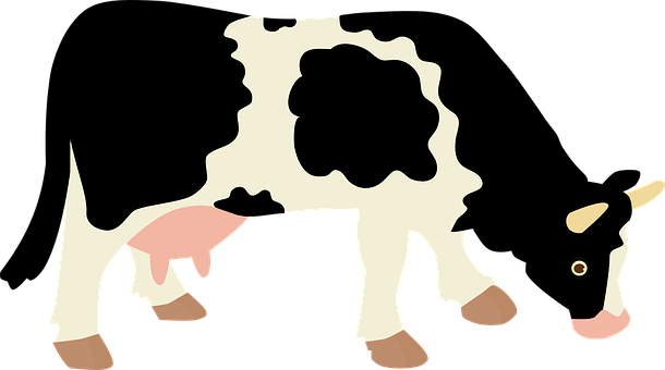 Cow Milk Tur Economy Animal Home Dairy Cow - Cellular Respiration In A Cow (610x340)