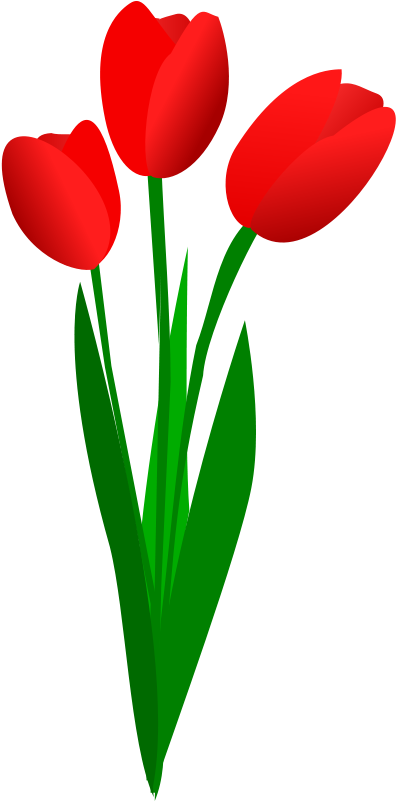 Clip Arts Related To - Red Tulip Clip Art (728x1393)