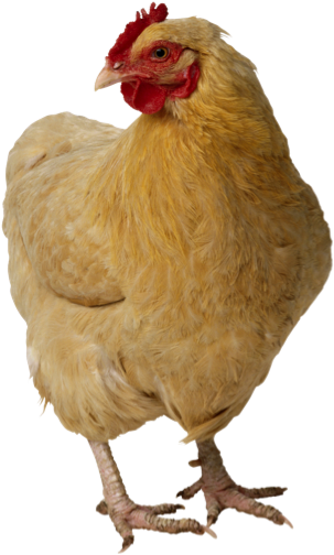 Hen Clipart Black And White Download - Items Beginning With C (314x514)