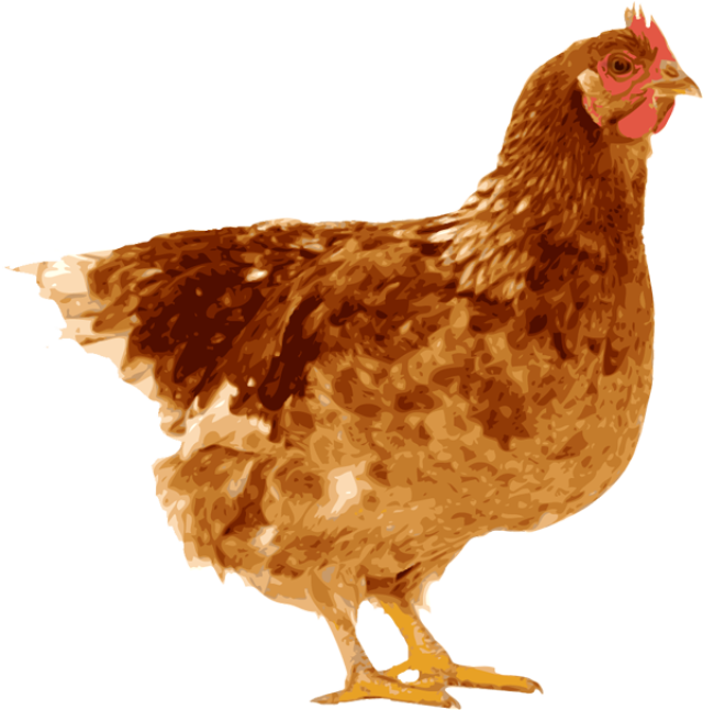 Indian Clipart Hen - Png Pic Hen (640x646)