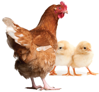 Hen Png Clipart - Chicken Manual: The Complete Step-by-step Guide To (400x400)