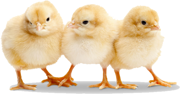 Alluring Baby Chicks Images Free 2 Chick Png Transparent - Baby Chickens (764x460)