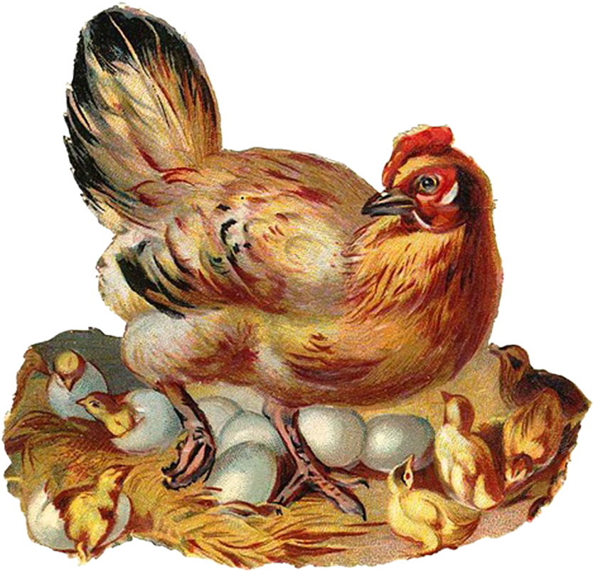Cock Hen Chick - Vintage Chicken Clip Art (869x855)