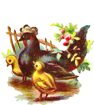 This Is A Charming Bird Graphic Of A Black Hen And - Mallard (496x500)