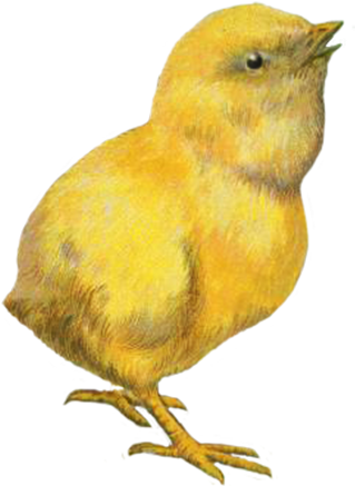 Funny And Cute Easter Clip Art - Easter Chicken Png Transparent (354x461)