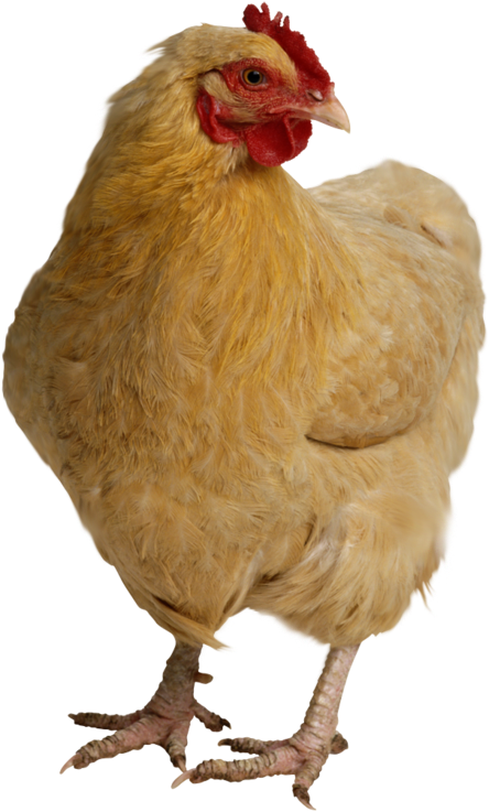 Hen, Chicken Head Png Image - Chicken (457x750)