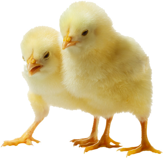 Baby Chicken Png Clipart With Chicken Clipart - Baby Chicken Transparent (650x600)
