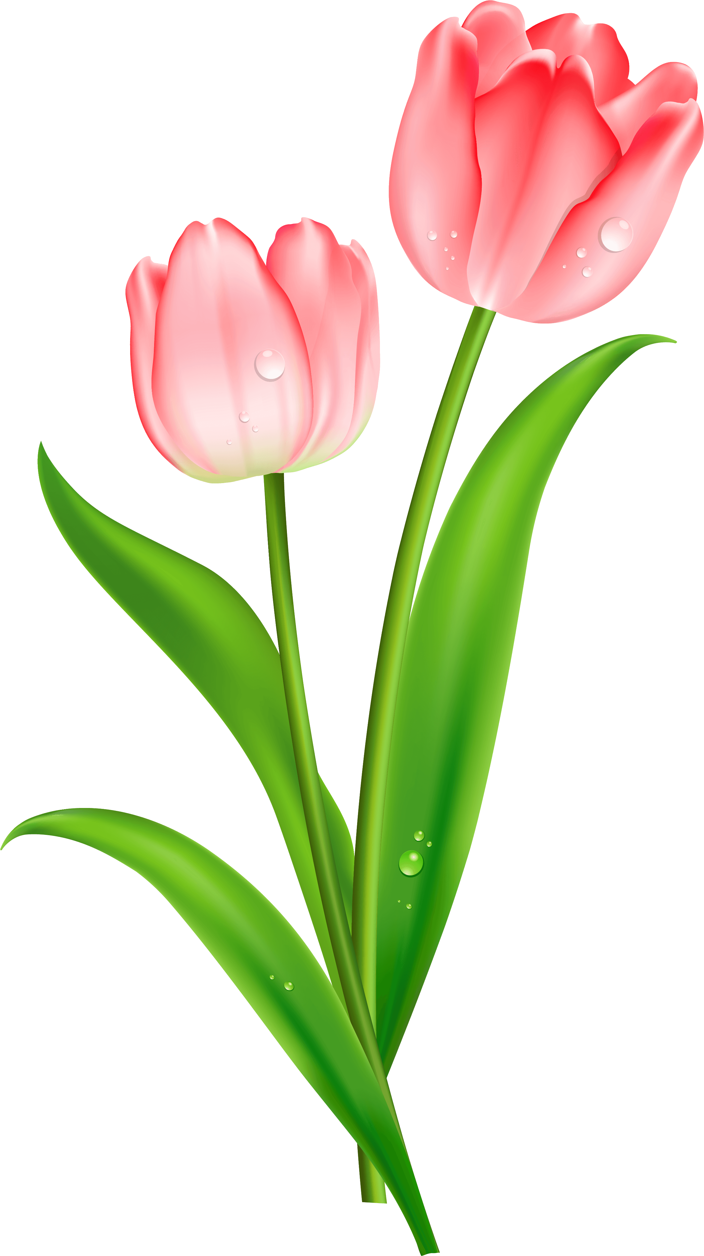 Red Tulips Clipart - Psalms 46 7 Kjv (2586x4480)