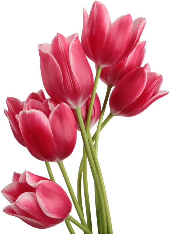 Tulip Flower Clip Art - Tulip Png (635x800)