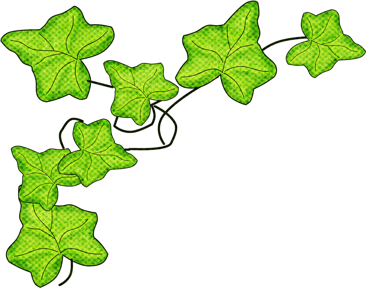 English Ivy - Dessin De Feuilles De Vigne (1280x1120)