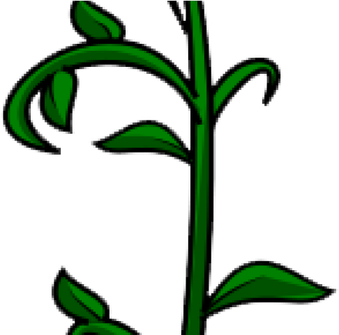 Vine Clipart Vine Plant - Vine Clipart Vine Plant (640x480)