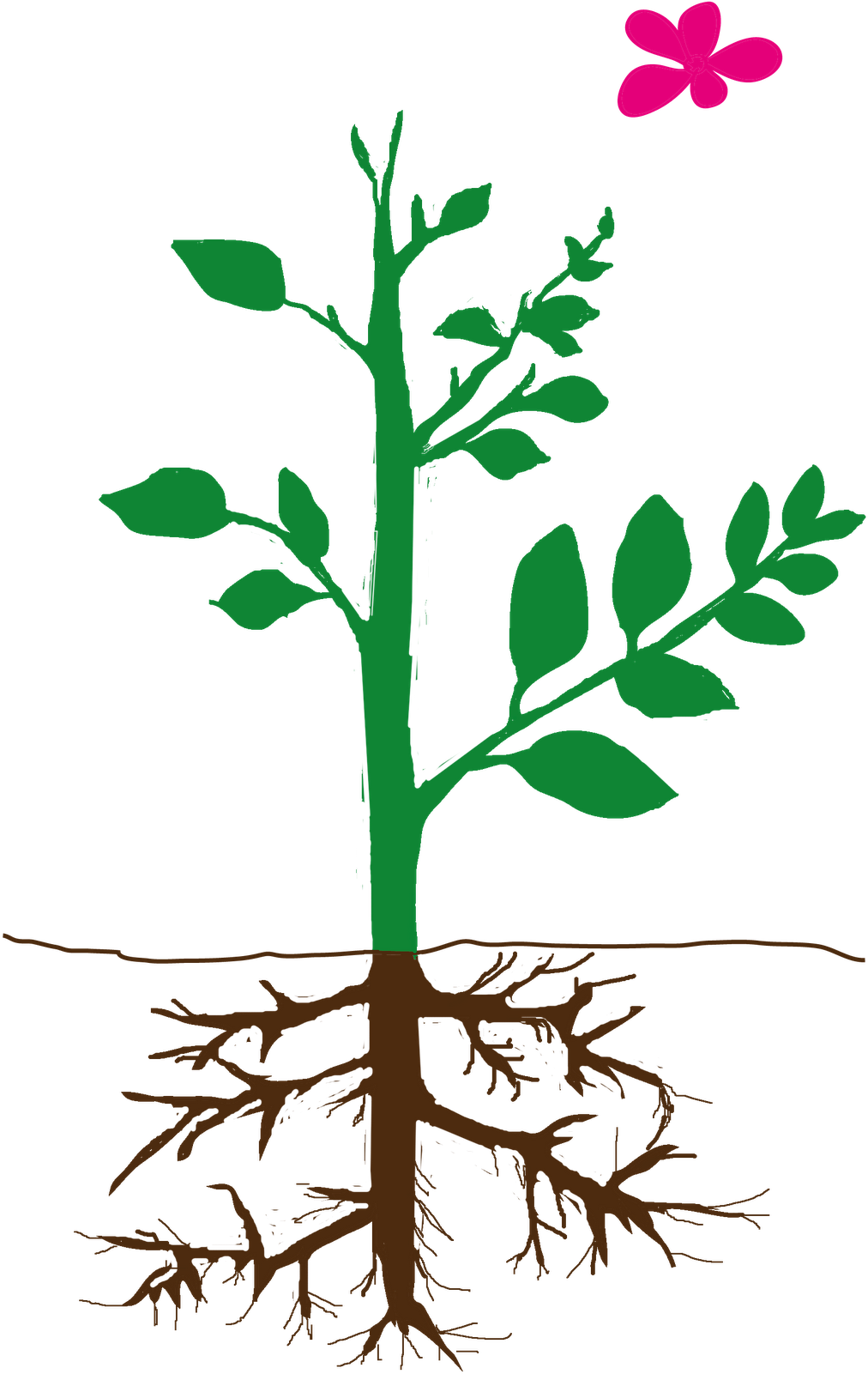 Parts Of A Plant Png (1020x1600)