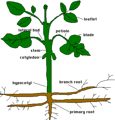 Plants - Parts Of A Plant (388x405)