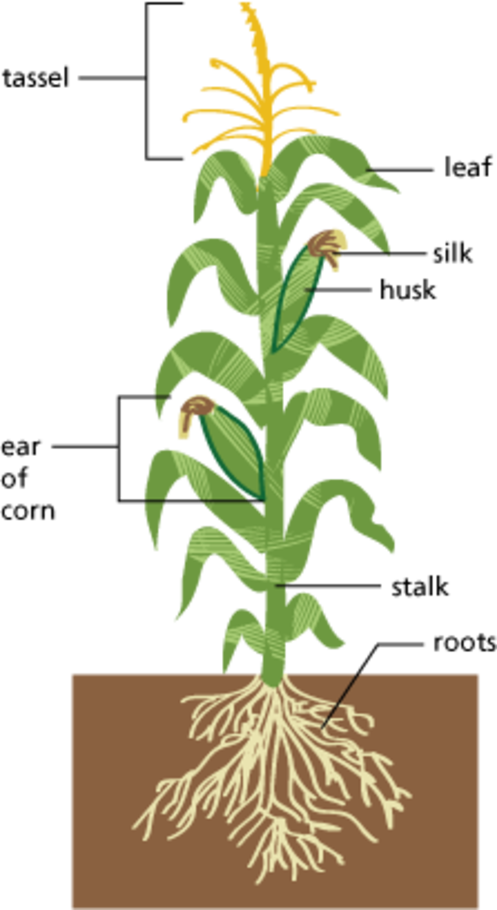 Image Of Edible Parts Of A Plant Diagram Large Size - Parts Of A Corn Plant (993x1817)