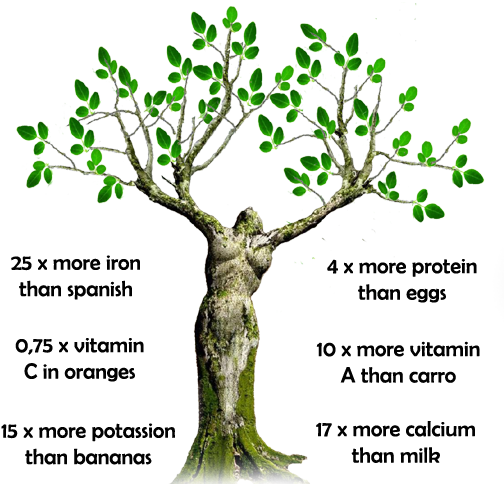 Moringa Oleifera - Moringa Benefits In Spanish (567x486)