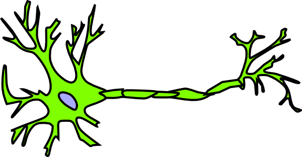 Neuron Nerve Cell Diagram (600x312)