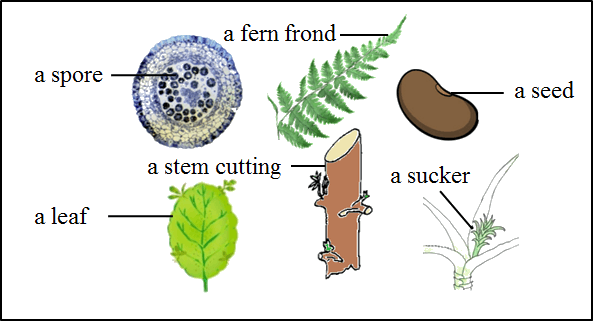 The Figure Shows The Parts Of Different Plants - Vegetative Propagation In Bryophyllum (593x321)