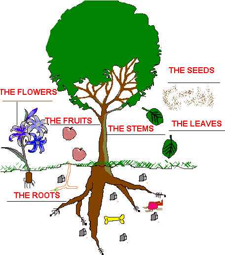 Plant Growth And Development - Partes De Una Planta En Ingles Y Español (466x538)
