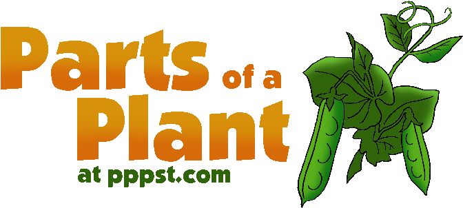 28 Collection Of Parts Of A Plant For Kids Clipart - Parts Of A Plant Ppt (709x313)