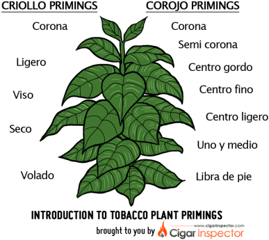 Tobacco Plant Primings Chart - Tobacco Plant For Cigars (450x369)
