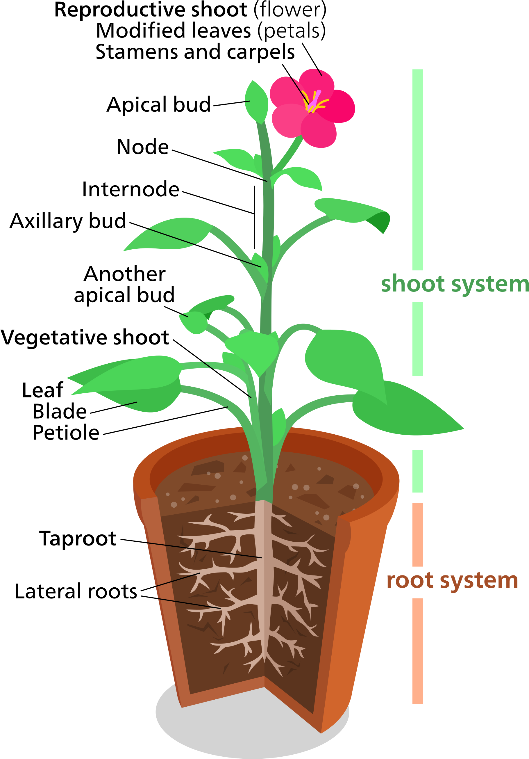 Plant structure. Корневая и побеговая система. Структура растения. Корневая и побеговая системы растений.