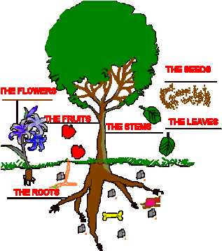 Download Picture Parts Of Plant - Parts Of A Plant (322x373)