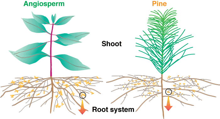 Mycorrhizal Roots And The Associated Networks Of Hyphae - Plant Diagram (700x379)