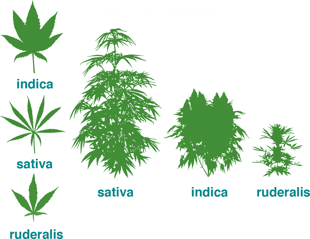 Brief Parts Of The Plant - Cannabis Sativa Indica Ruderalis (1019x787)