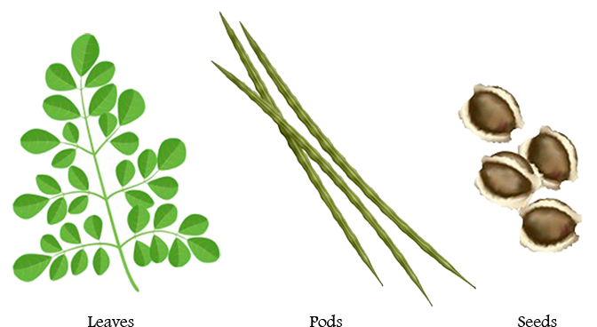 Moringa Pods And Seeds - Parts Of Drumstick Tree (700x396)