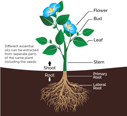 What Are Essential Oils - Parts Of The Plant And Their Function (432x432)