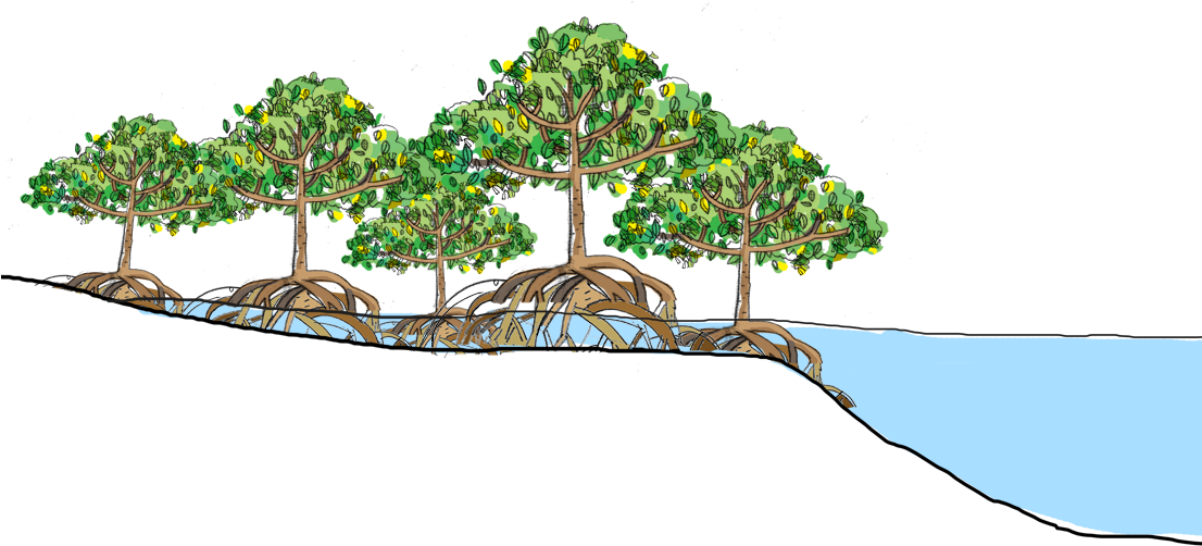 Mangrove Forests Are The "roots Of The Sea" - Mangrove Png (1105x514)