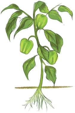 Click The Affected Plant Part - Part Of Plant Png (416x419)