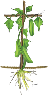 Leaf - Parts Of A Cucumber Plant (416x419)