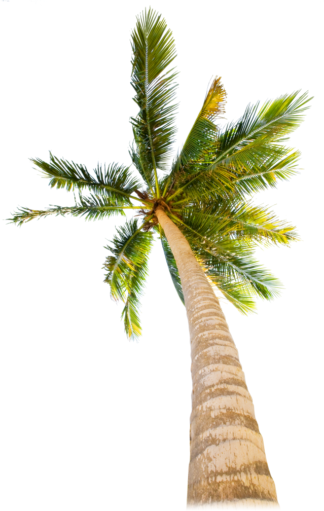 Evergreen Trees › - Tropical Tree (640x1035)