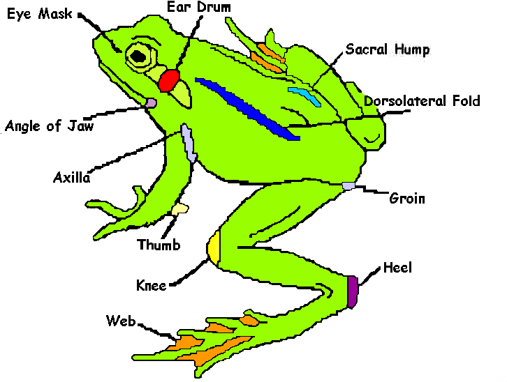 Externalfrog1 - External Anatomy Of A Frog (750x646)