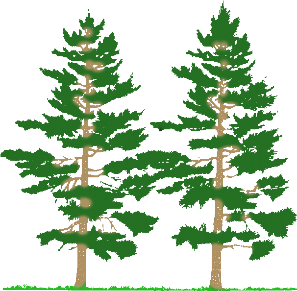 Parts Of Plant - Peace Of Wild Things (628x616)
