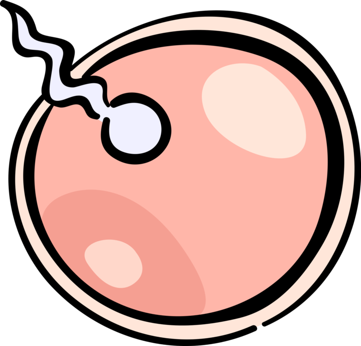 Vector Illustration Of Human Reproduction Sperm Fertilizing - Sperm And Egg Png (732x700)