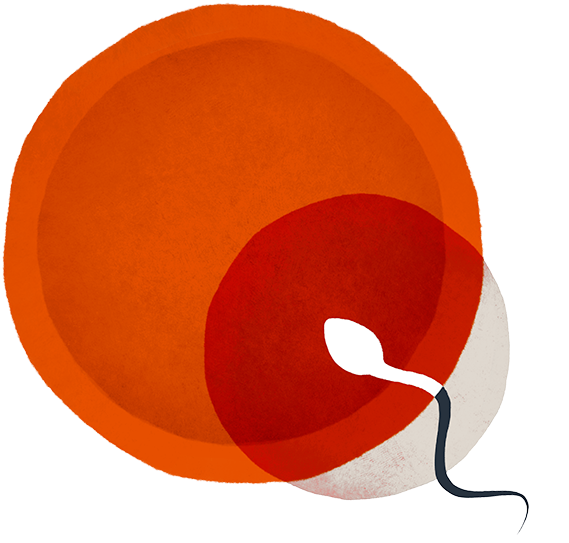 Sperm Approaching Egg - Circle (600x600)