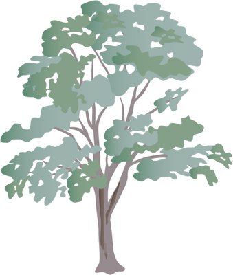 28 Collection Of Eucalyptus Tree Drawing - Eucalyptus Tree Clip Art (339x400)