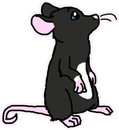 Animated Rat Gif - Rat Animated Gif (480x480)
