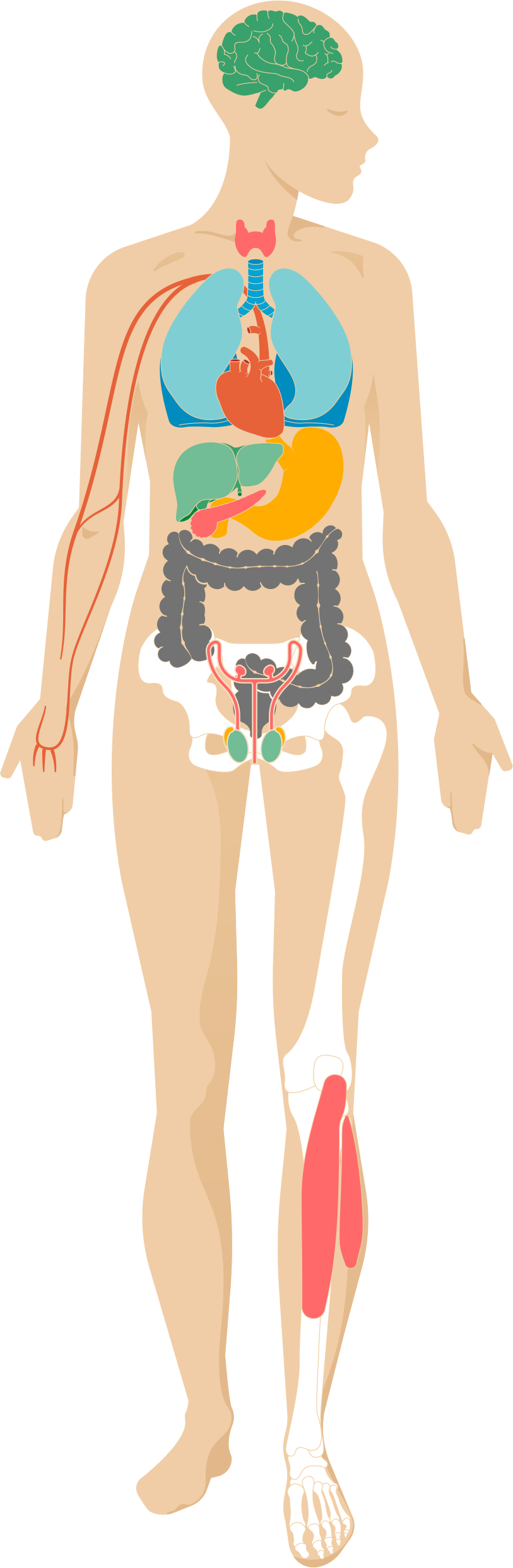 Sleep Deprivation Drains Your Mental Abilities And - Effect Of Stress In Your Body (813x2486)