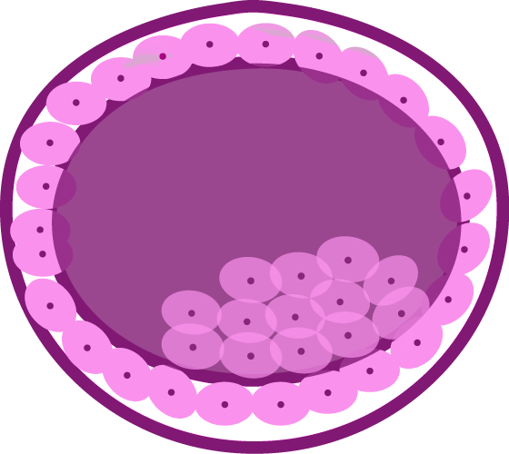 Prolonged Culture To Blastocyst Stage - Beach Toys Clip Art (560x500)